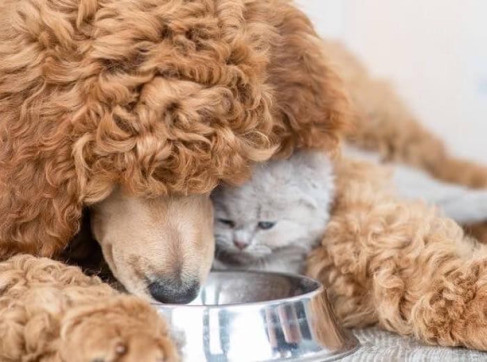 Pet Diabetes Warning Signs to Look for in Your Dogs and Cats