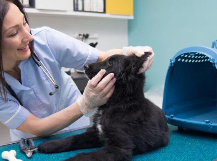 Questions to Ask During Your Pet's Annual Checkup
