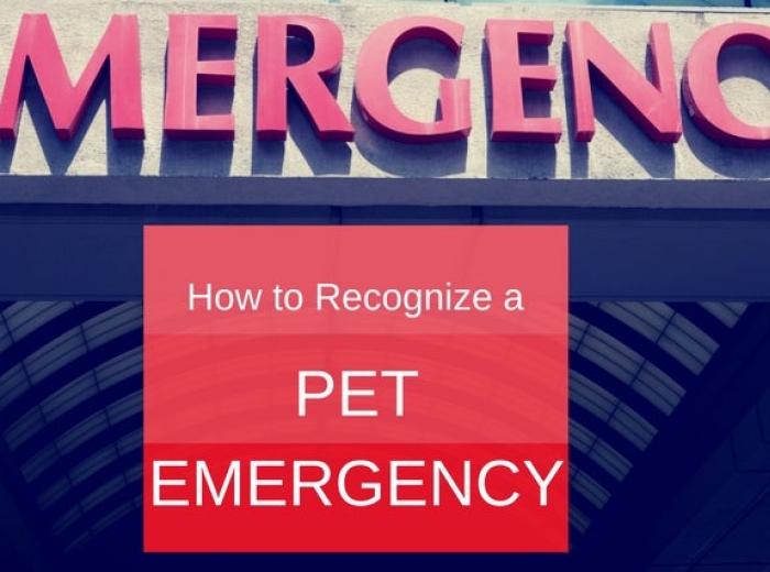 How to Recognize a Pet Emergency