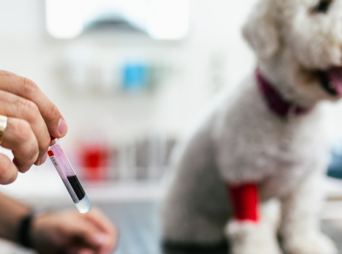 Early Detection: The Benefits of Routine Blood Work for Dogs