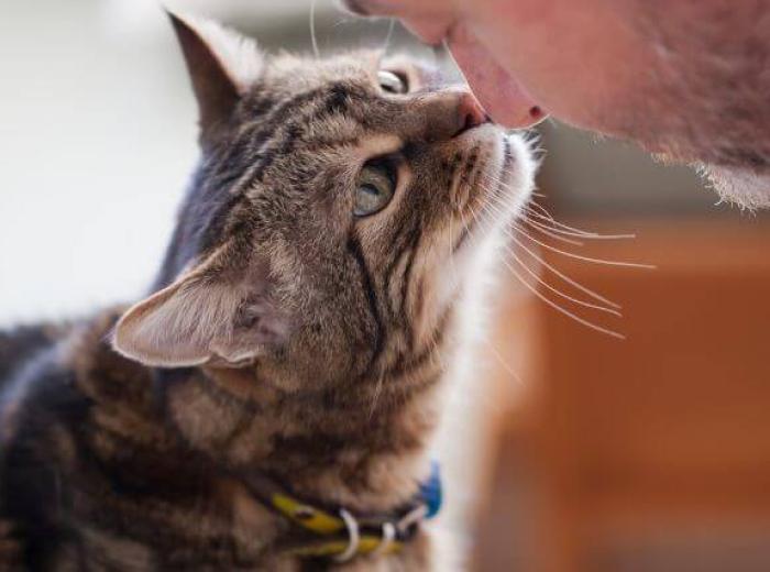 Senior Cat Care: Promoting Wellness at Every Age