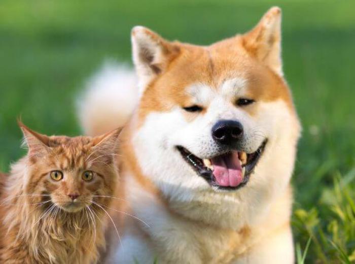 The Top 5 Spring Hazards for Dogs & Cats