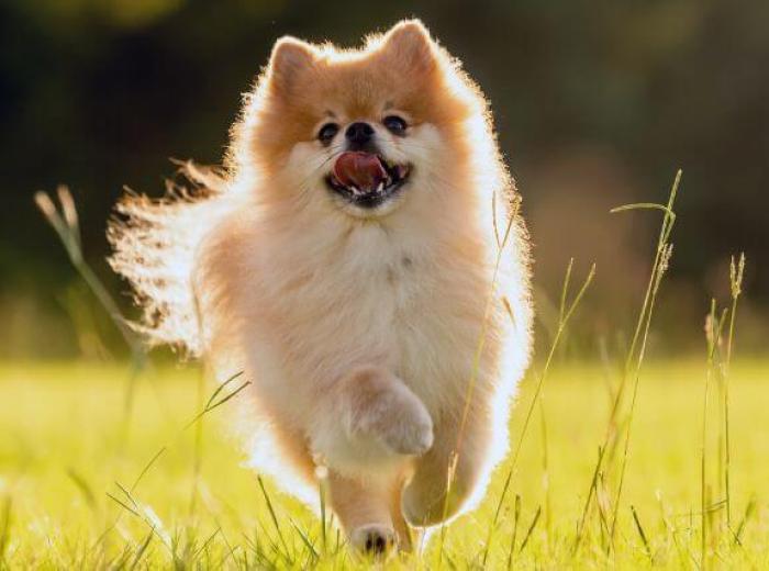 5 Tips for Selecting the Best Flea and Tick Prevention For Your Dog