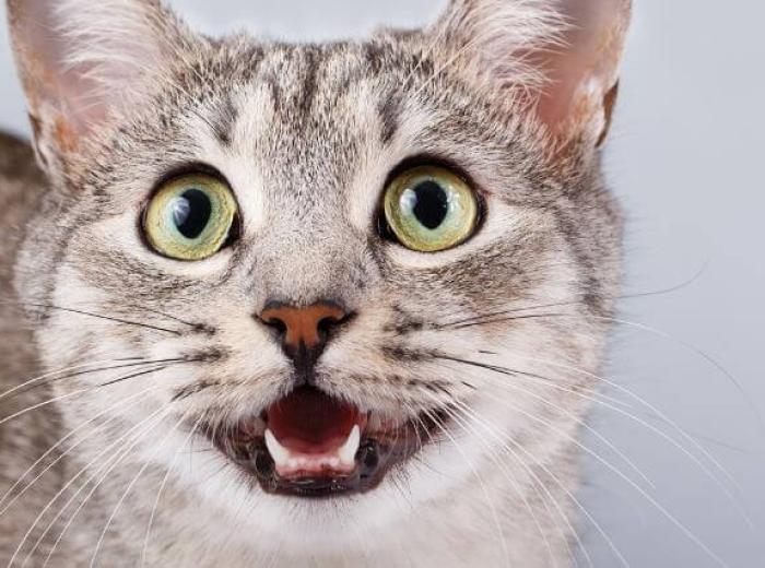 9 Aspects of Cat Preventive Care That Every Owner Should Know