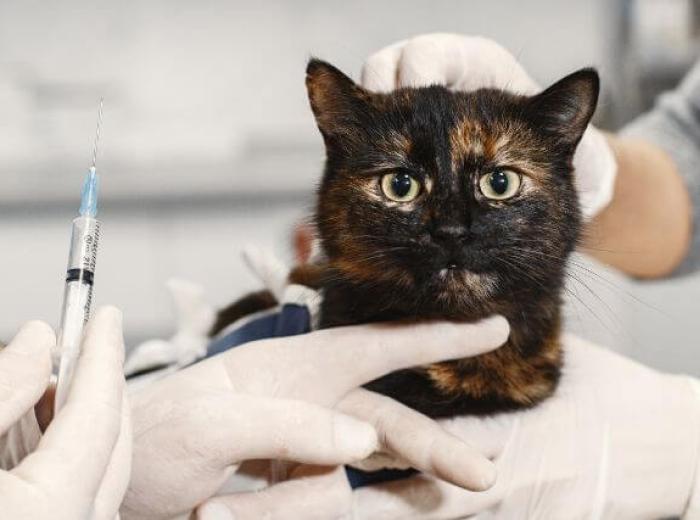 All of Your Cat Vaccination Questions Answered