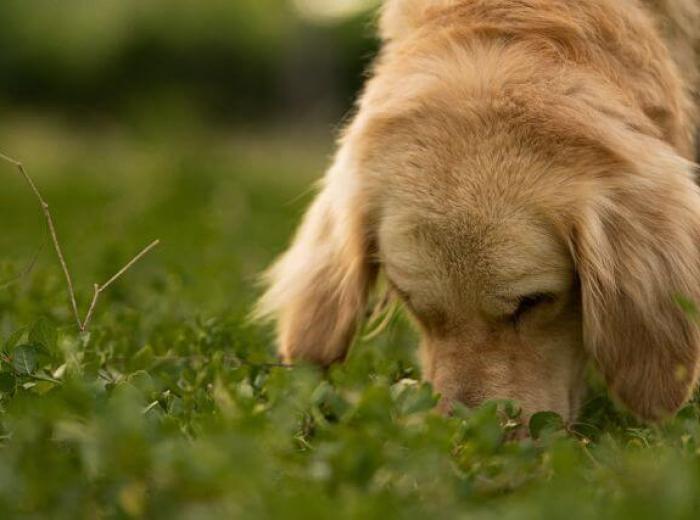 Can Dogs Eat Cicadas? And All of Your Other Questions About Dogs and Cicadas Answered
