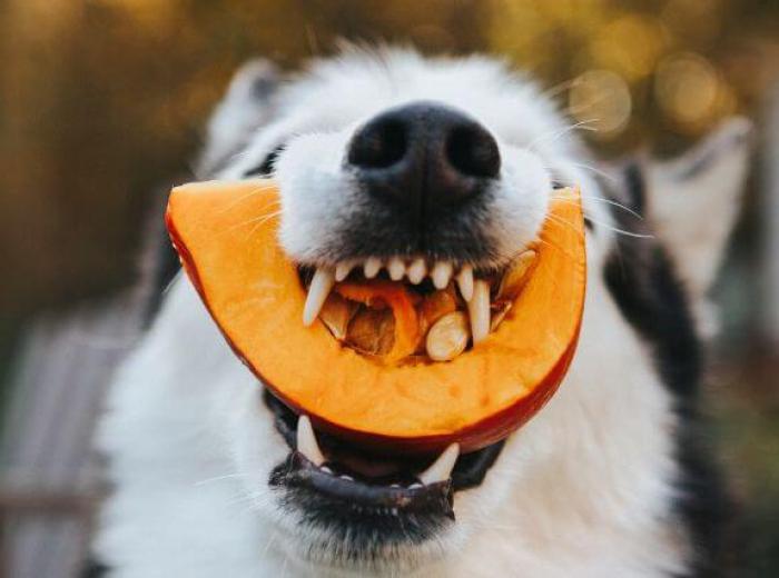 Can Dogs Eat Pumpkin? What to Know About Adding Pumpkin to Your Dog’s Diet