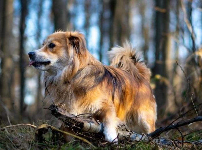 Can Dogs Get Poison Ivy? Everything You Need to Know About Poison Ivy on Dogs