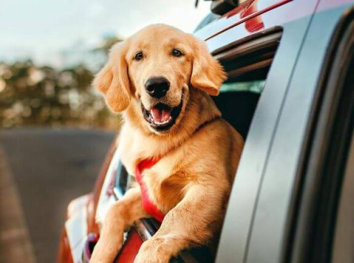 Easing Dog Motion Sickness: Why Some Dogs Get Motion Sickness—And What You Can Do About It