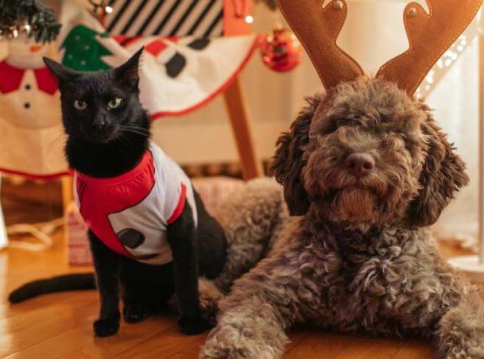 Holiday Pet Safety: The Dos & Don’ts of Keeping Your Pets Safe this Holiday Season