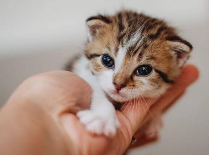 Kitten Development & Growth Milestones: What to Expect in Your Cat’s First Few Weeks of Life