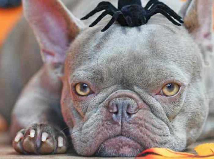 Managing the Scary Sounds of Halloween: How to Help a Dog With Noise Aversion