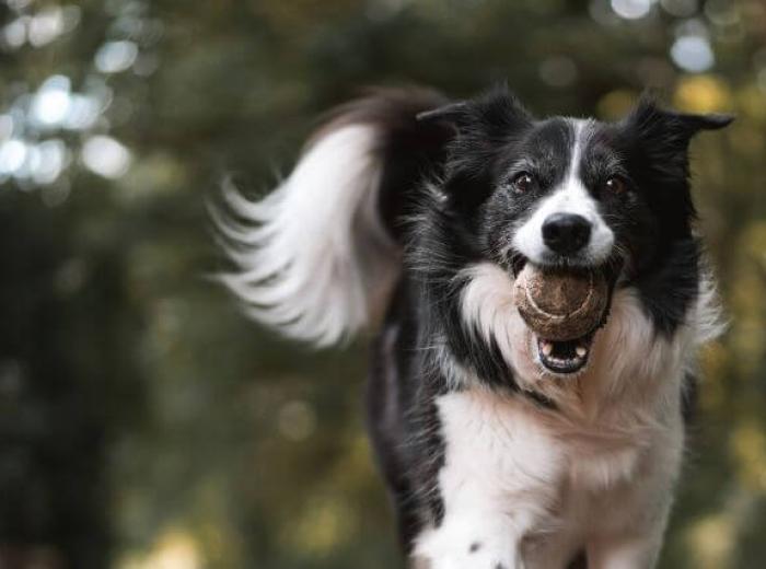 Understanding Dog Emotions: How to Decode Your Dog’s Behaviors & Know What They’re Feeling