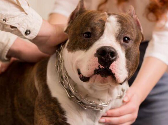 Understanding Holistic Veterinary Care and Natural Pet Health Solutions