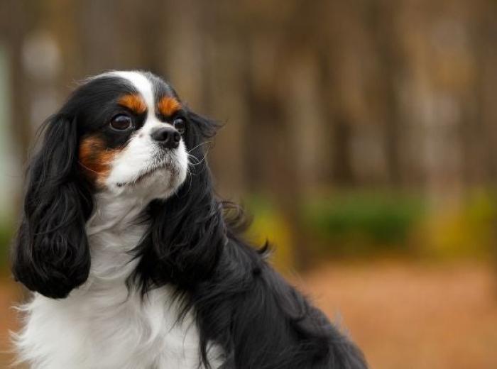 Understanding Irregular Heartbeats & Heart Murmurs in Dogs & Cats