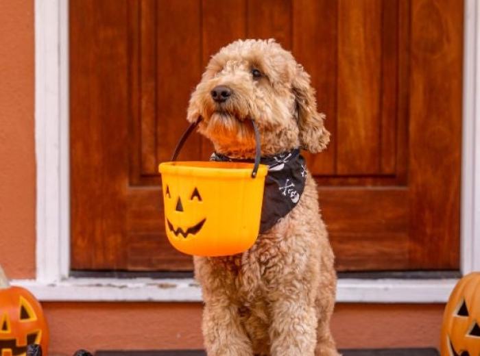 Warning: These Halloween Candies Can Be Toxic to Dogs and Cats