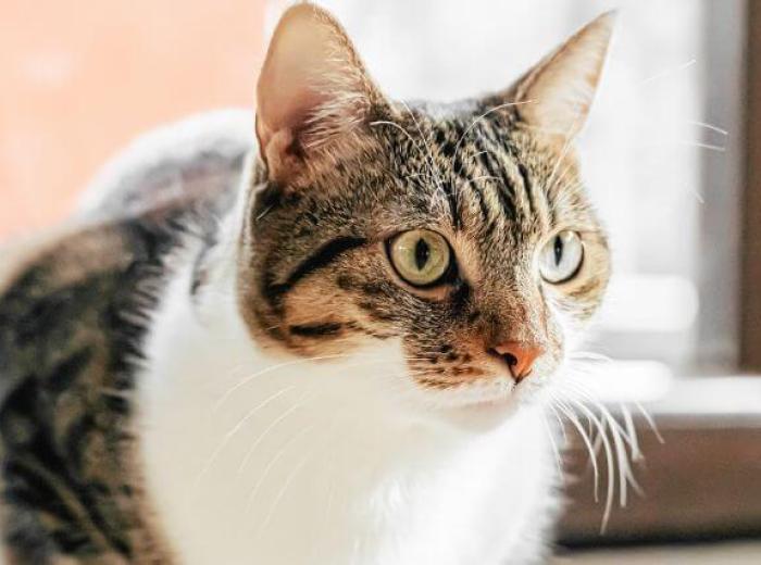 Whisker Fatigue in Cats and Other Reasons Your Cat Might Be a Picky Eater