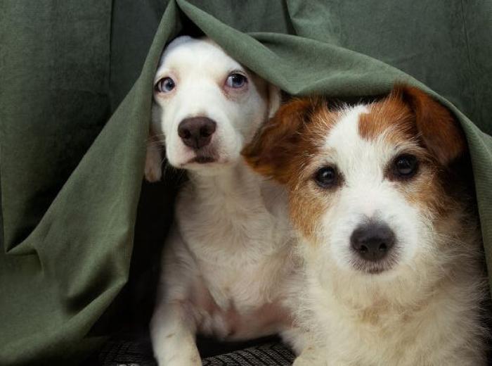 Why Are Dogs Scared of Thunder? Dog Thunderstorm Anxiety and Phobia Explained