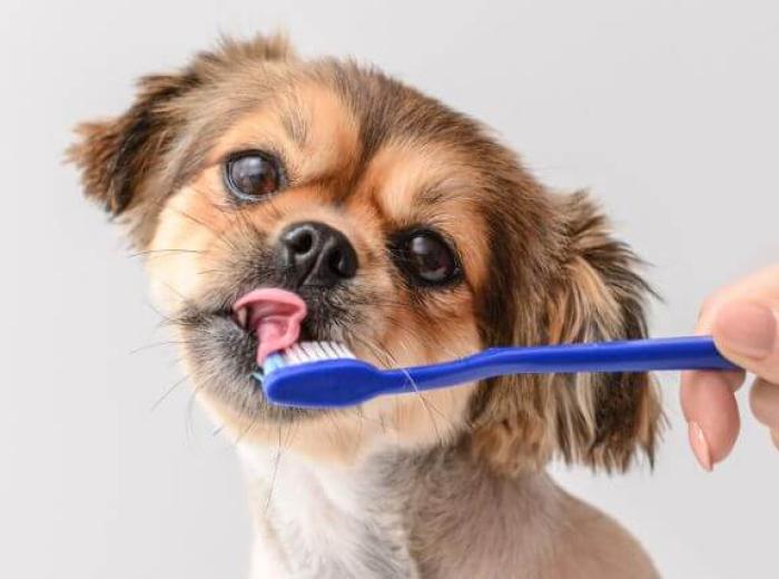 Why Every Owner Should Focus on Preventative Dental Care for Dogs and Cats