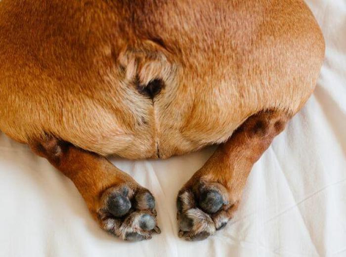 Why Is My Dog Farting So Much? Why Your Dog Has Gas and How to Stop It