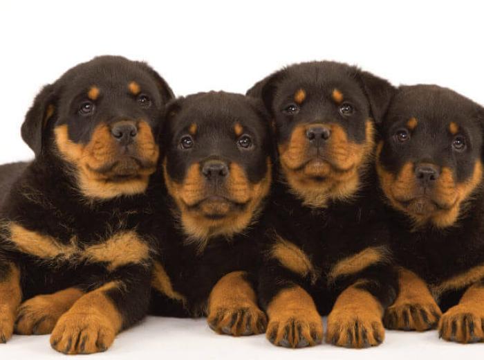 Top 12 Reasons to Spay or Neuter