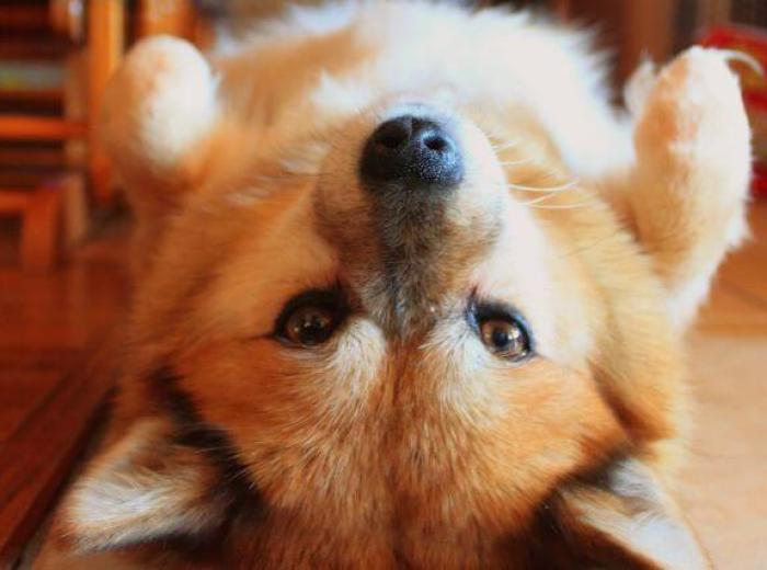Top 7 Tips for Preventing and Addressing Pet Obesity
