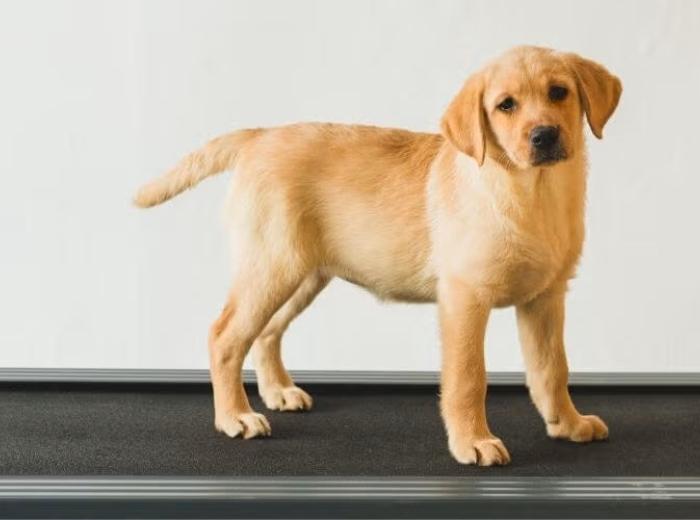 Top New Year Resolutions for Pets & Their Owners