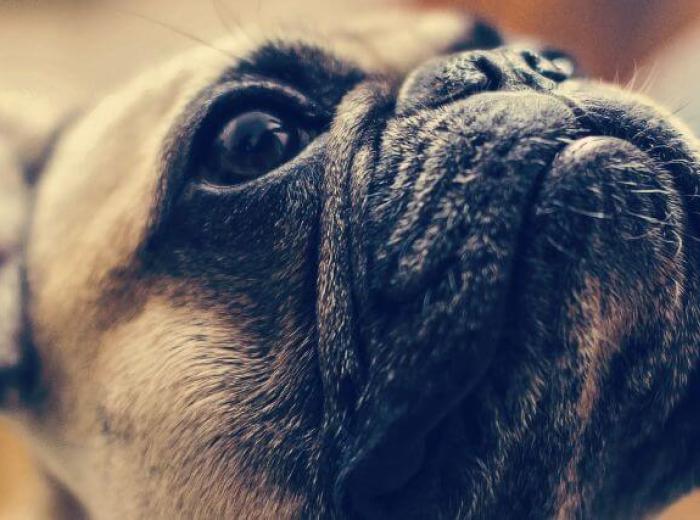 Uncovering Brachycephalic Obstructive Airway Syndrome in Dogs