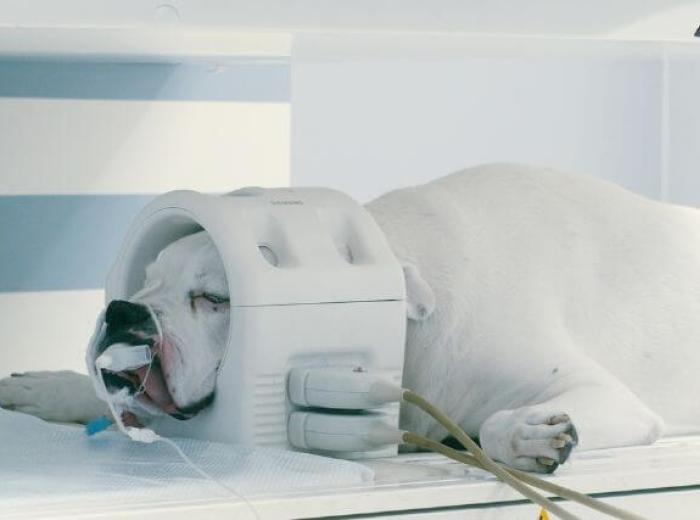 Understanding CT Scans in Veterinary Care