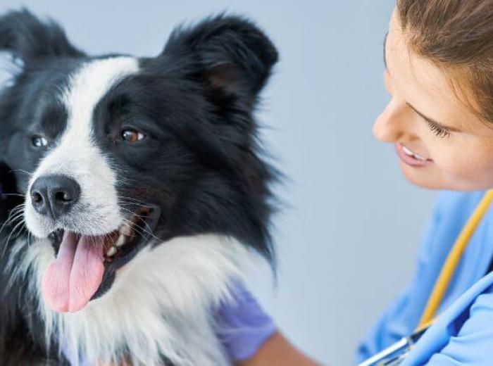 Vaccinology 101: Understanding the Reasoning Behind Your Veterinarian’s Recommendations for Dog Vaccinations