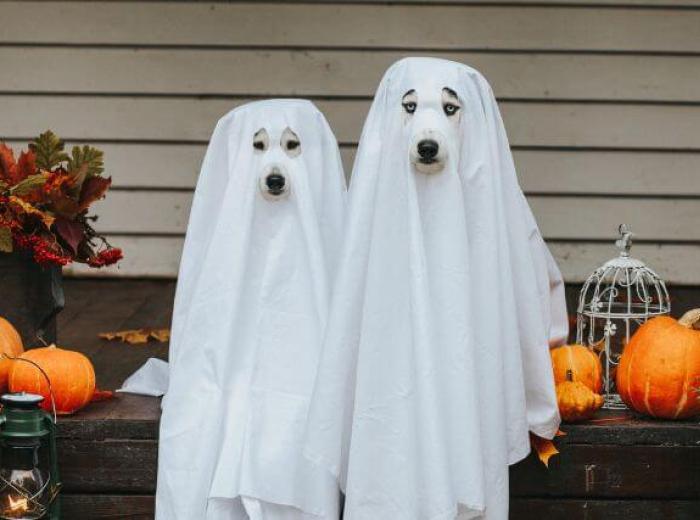 Want to Dress Up Your Pet for Halloween? Follow These 6 Pet Costume Safety Tips