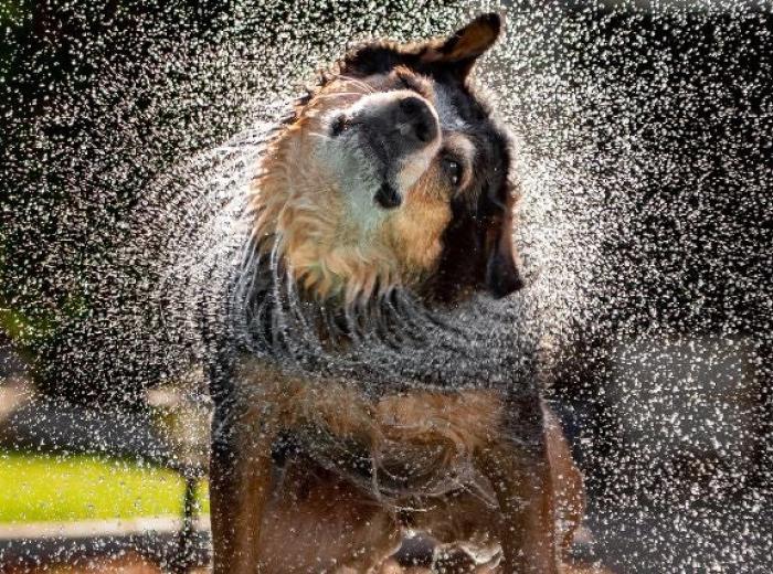 Why Water Isn’t Always the Cause of Your Dog’s Swimmer’s Ear