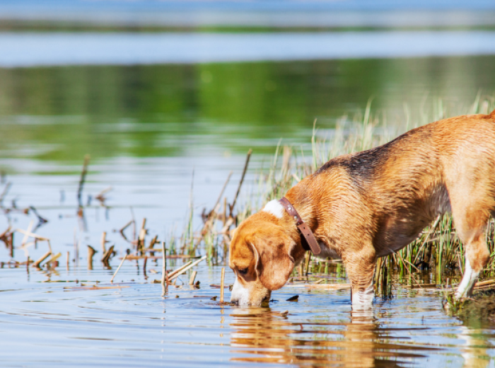 What Is Leptospirosis And How It Can Affect Your Dog