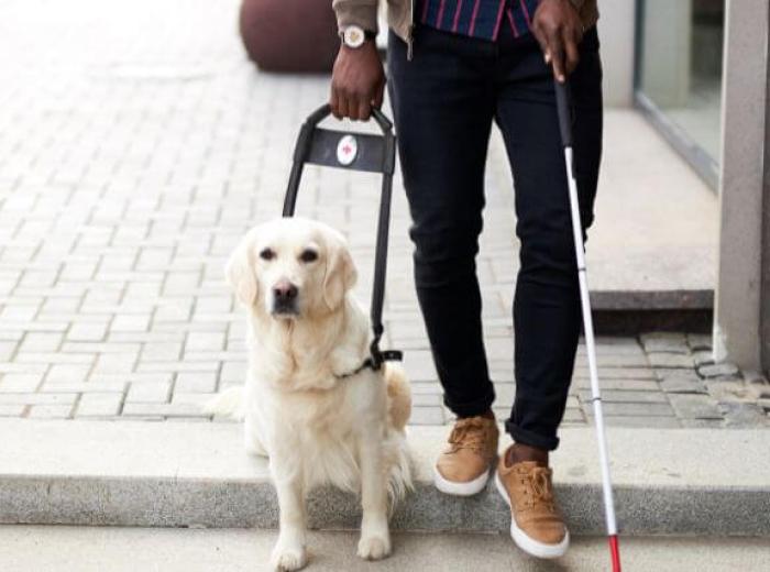 What Does It Take to Become a Service Dog?