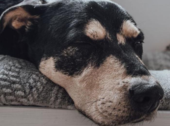 What Pet Owners Need to Know About the Deadly Distemper Virus