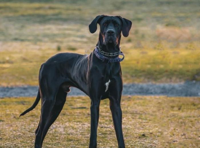 When Minutes Matter: Recognizing & Preventing GDV in Dogs