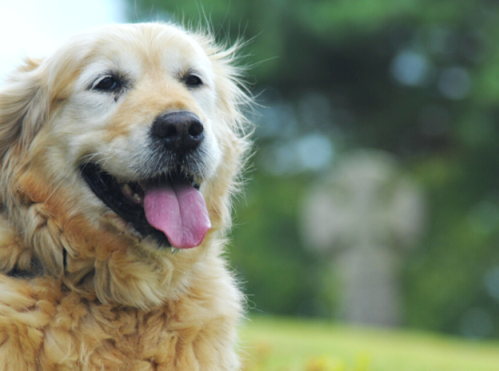 Why Is My Dog Panting So Loudly?