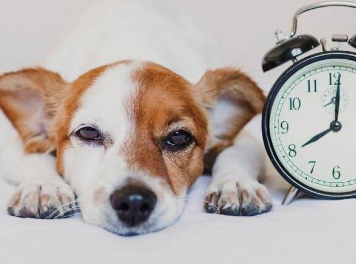 Why Your Pet Needs a Routine