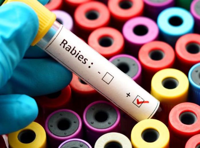 National Rabies Day: What Is It and Why Does It Matter?