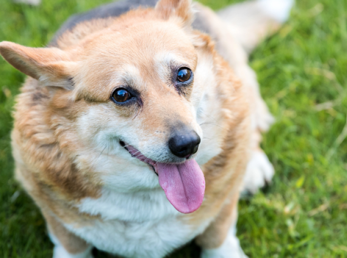 What Your Veterinarian Needs You To Know About Your Dog’s Weight