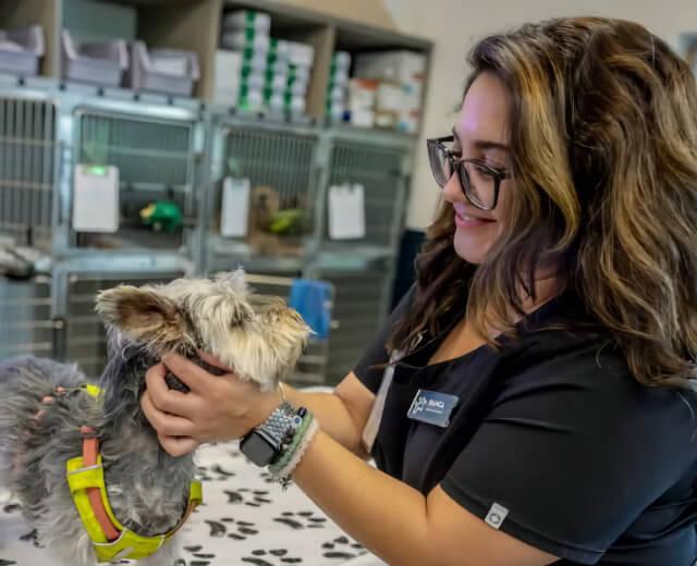 Veterinary Care
