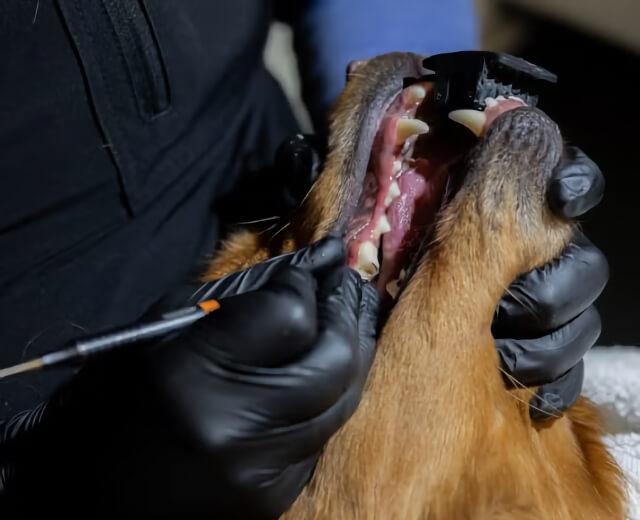Dentistry